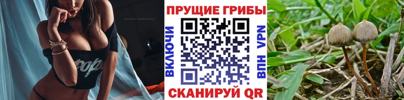 сколько стоит  Олёкминск  Псилоцибиновые грибы MAGIC MUSHROOMS 